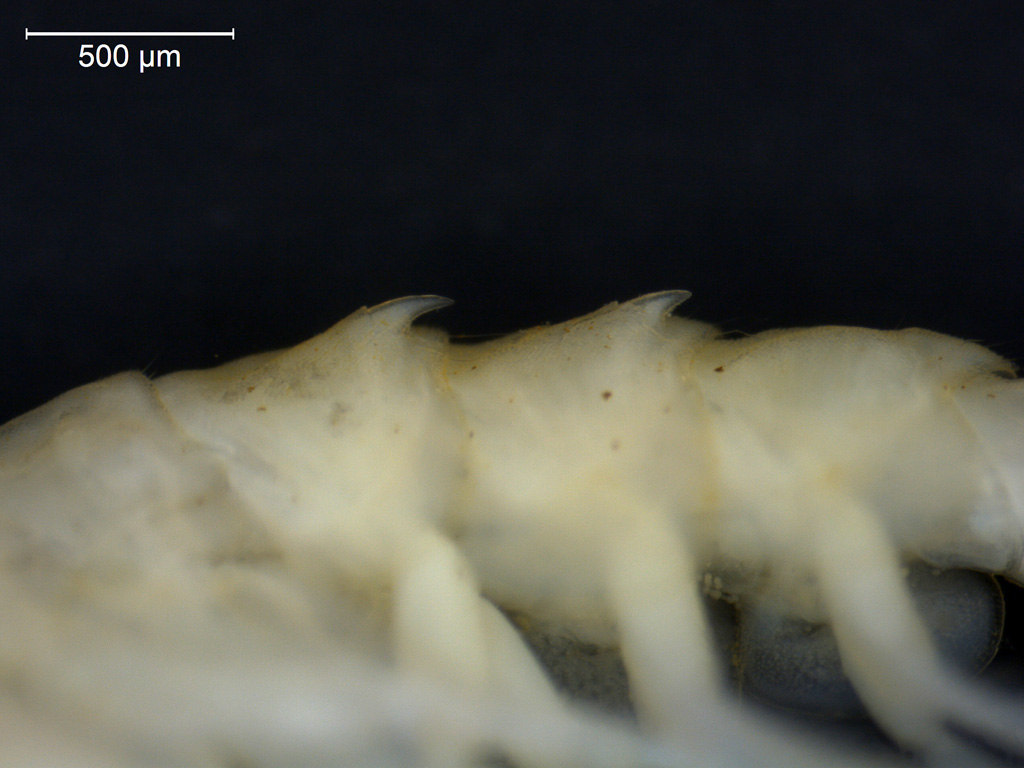 Pallaseopsis quadrispinosa